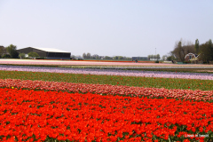 17-IMG_0941