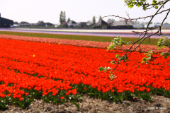 21-IMG_0955