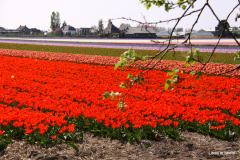 22-IMG_0956