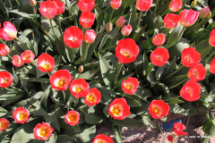 32-IMG_0995