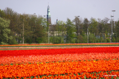 33-IMG_1004