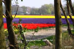 41-IMG_1019