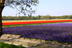 49-IMG_1050