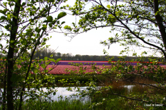 55-IMG_1070