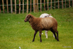 22_DSC07427