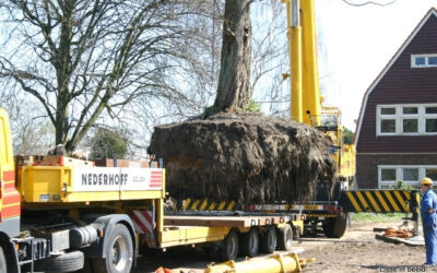 Tuinbouwschool bomen verplaatst